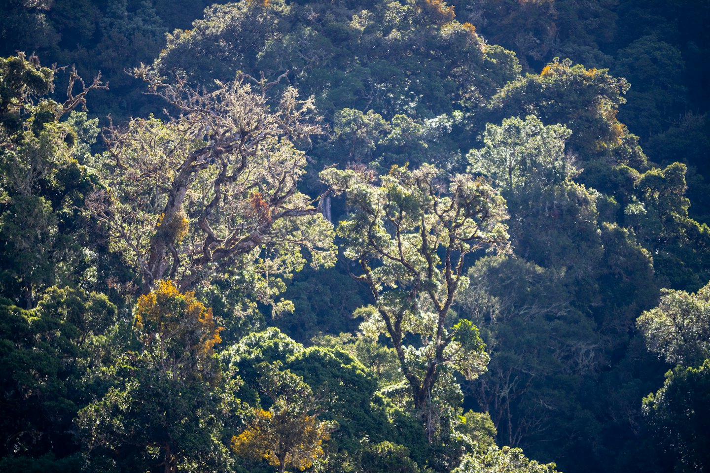 Sunlight shines through the thick leaves of a forest canopy.