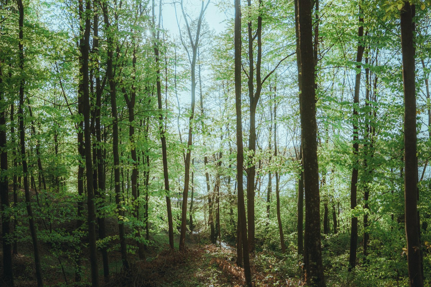 Sunlight filters through a green forest with a distant lake.