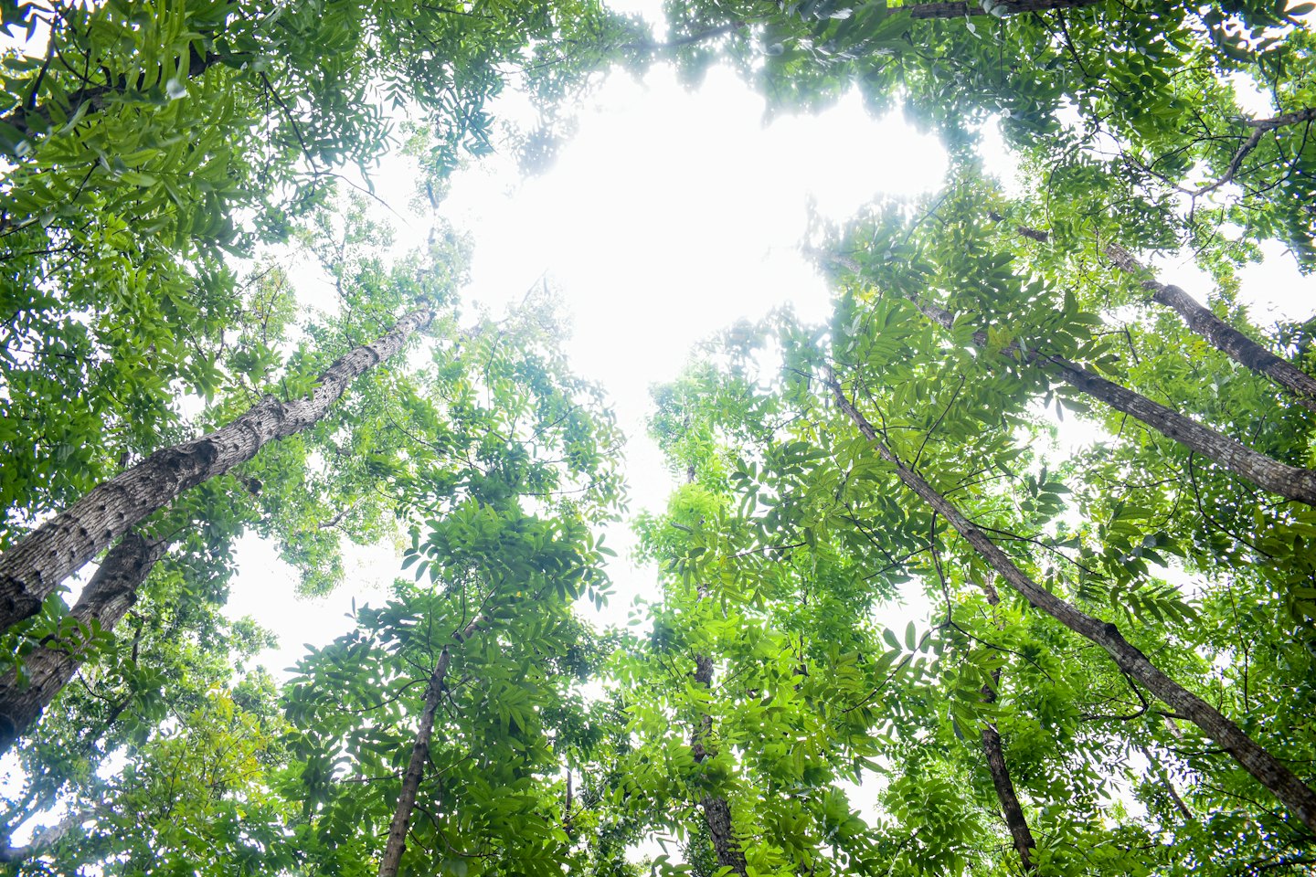Tall tree trunks reach up toward the sky in a forest.