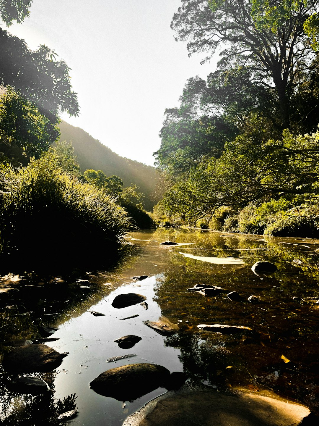 Sunlit river flowing through a green forest with rocks.