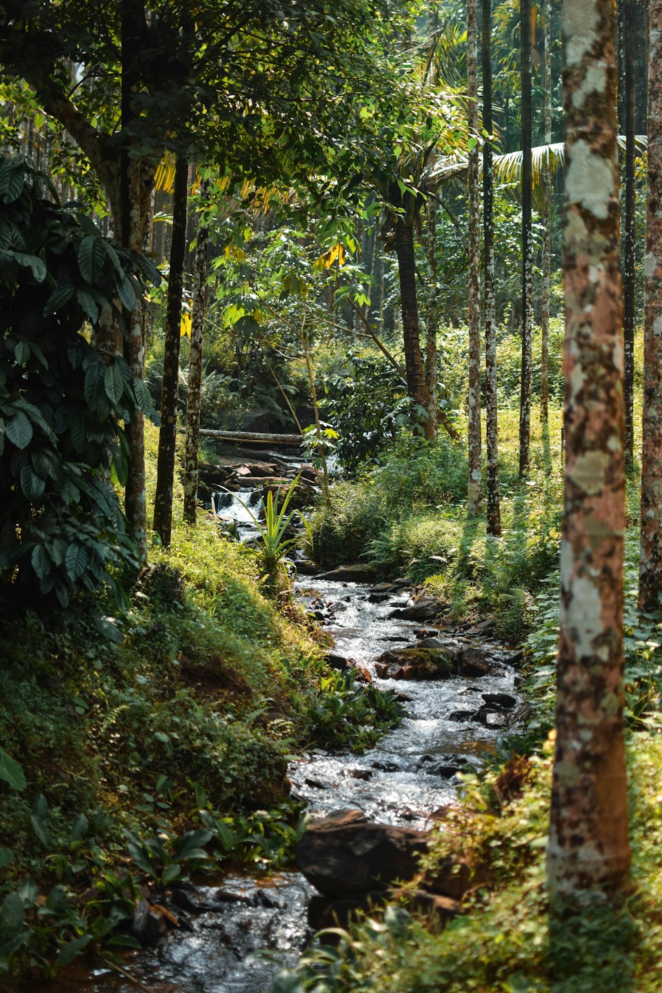 A small stream flows over rocks through a forest.